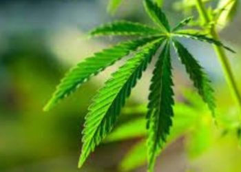 What You Should Know About Weed Delivery