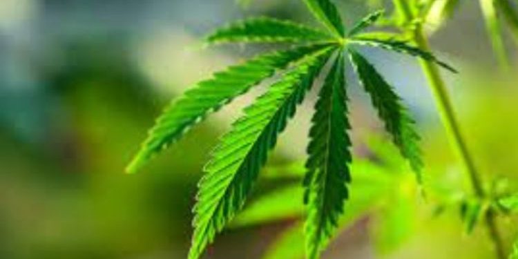 What You Should Know About Weed Delivery