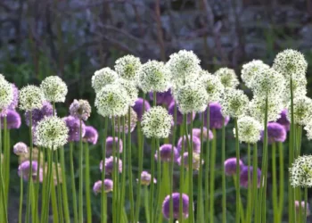 Ferns and Friends: Pairing Native Ferns with Perennials in Your Garden