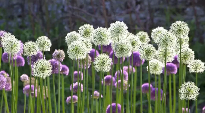 Ferns and Friends: Pairing Native Ferns with Perennials in Your Garden