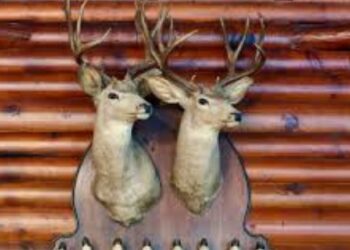 5 Tips for Preserving Your Elk Mount Trophy with Taxidermy