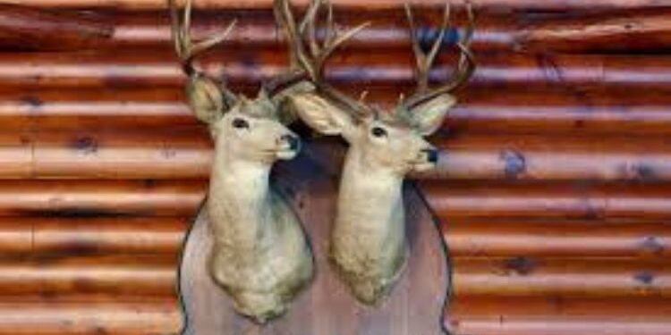 5 Tips for Preserving Your Elk Mount Trophy with Taxidermy