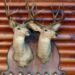 5 Tips for Preserving Your Elk Mount Trophy with Taxidermy
