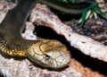 The Fascinating World Of Cobra Snakes For Sale