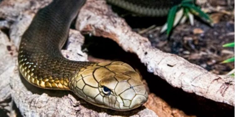 The Fascinating World Of Cobra Snakes For Sale