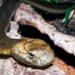 The Fascinating World Of Cobra Snakes For Sale