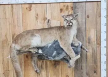 Unique Taxidermy Animals For Sale: A Guide To Finding, Purchasing