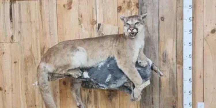 Unique Taxidermy Animals For Sale: A Guide To Finding, Purchasing